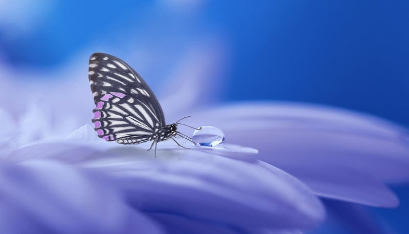 Enchantment Bloom